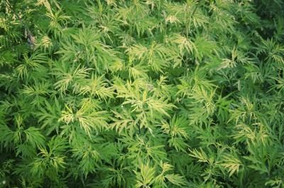 Plants de marijuana