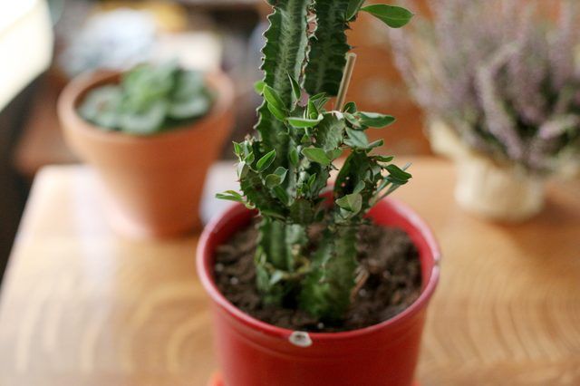 Comment prendre soin d'un Euphorbia Trigona
