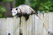 Un opossum rampe sur une clôture de jardin.