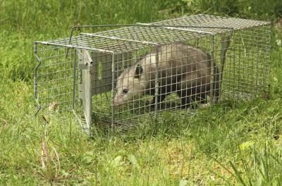 Un opossum est piégé dans une cage dans la cour.