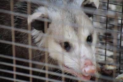 Un gros plan d'un opossum dans une cage.