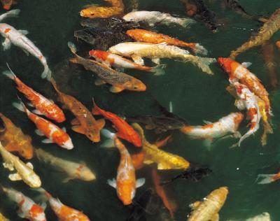 Un système d'aération aidera à garder le poisson vivant.