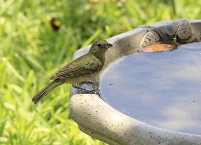 Regardez attentivement l'oiseau en particulier quand il devient une boisson.
