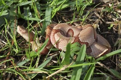 La couleur d'un serpent copperhead diffère.