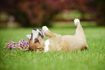 Puppy rouler joyeusement dans l'herbe