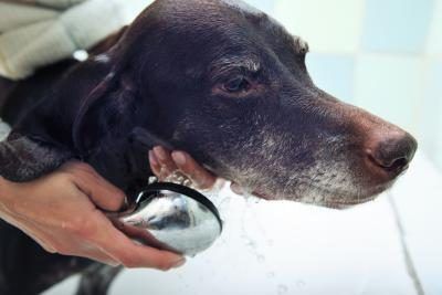 Femme donnant chien bain de puces