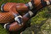 Serpents de lait se distinguent par leur couleur rose-rouge avec des rayures jaunes et noires.