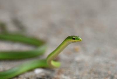 Un serpent vert rugueux.