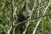 Un nid de frelon aérienne peut être camouflée lorsque les arbres sont en pleine floraison.