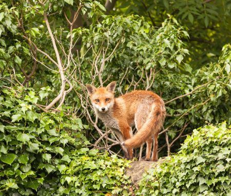 Fox dans le jardin