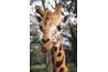 La girafe's head has a vertical bony form along the center line at the top.