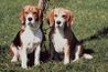 Trouvez votre Beagle's perfect mate.