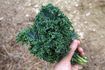 Comment tuer Naturellement Bugs sur Kale