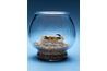 Un minimum d'un aquarium de 10 à 20 gallons est idéal pour assurer votre crabe de palétuvier est confortable.