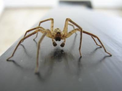 La plupart des araignées sont inoffensives, mais peut offrir une morsure démangeaisons.