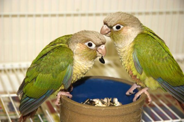 Deux petits oiseaux mangeant des graines