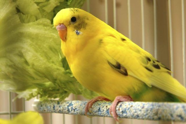Close-up d'oiseau jaune assis dans la cage