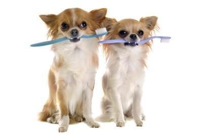 2 petits chiens avec des brosses à dents.