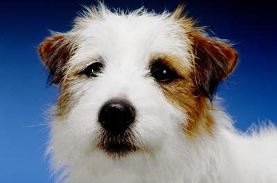 L'AKC a officiellement changé le nom du Jack Russell Terrier à Parson Russell.