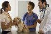 Votre Shorkie peut apprendre à se détendre et profiter d'une visite chez le vétérinaire.