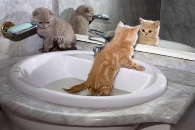 Baigner chaque chaton dans l'évier.